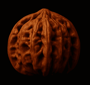 Lion Head collectible walnut