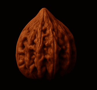 Mantou (Pointed) collectible walnut