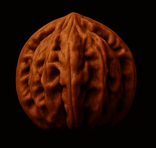 Official Hat collectible walnut